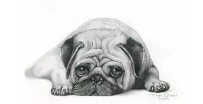 【三艺画室动物篇1】素描萌宠萌翻你